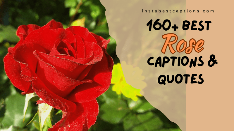 160+ Best Rose Captions & Quotes for Instagram