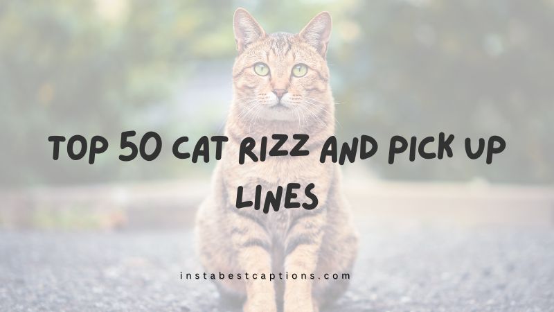 Top 50 Cat Rizz and Pick up Lines