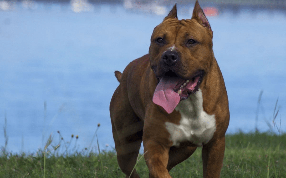 Unravelling the Pit Bull Cap: Understanding a Disputable Breed’s Generalization
