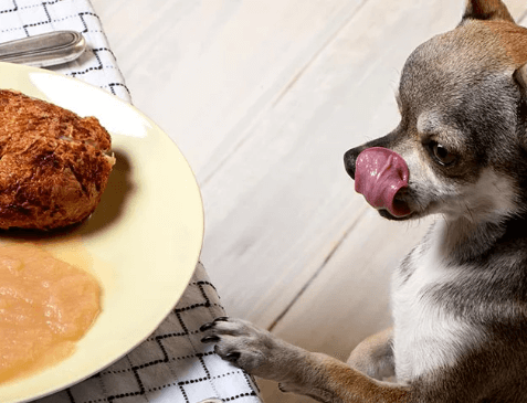 Turkey for Dogs: Why It’s a Healthy and Nutritious Option