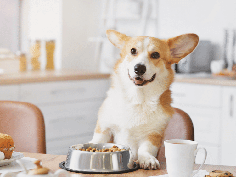 5 Favorite Foods Dogs Can Safely Enjoy